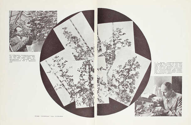 Хлопководство. [Фотоальбом] / Сост. Н.В. Калугин. М.: ОГИЗ «Сельхозгиз», 1940.